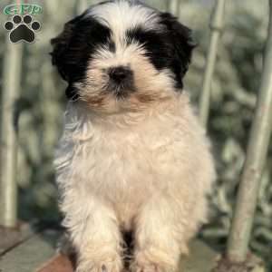 Rose, Teddy Bear Puppy